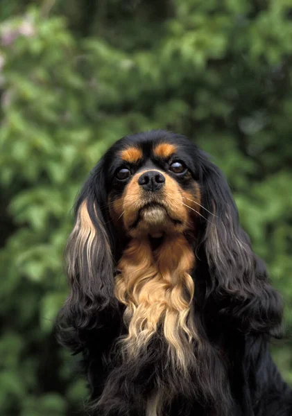 Rey Cavalier Charles Spaniel Retrato Perro — Foto de Stock