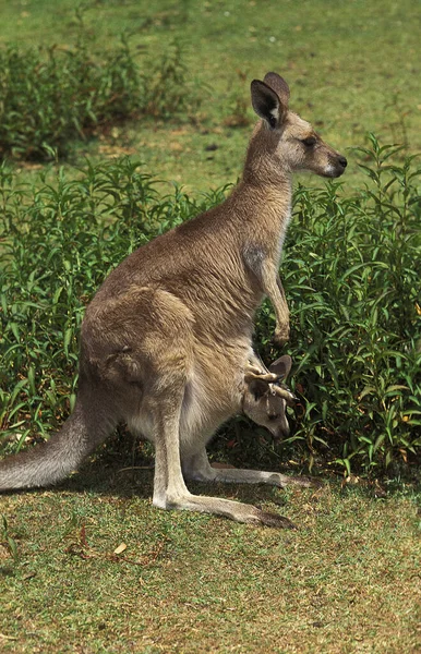 Östliches Graues Känguru Macropus Giganteus Mutter Trägt Joey Beutel — Stockfoto