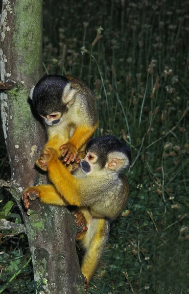 Singe Écureuil Saimiri Sciureus — Photo