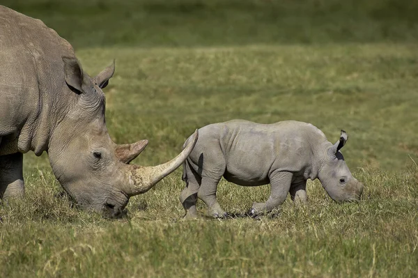 Rhinoceros Blancs Ceratotherium Simum Parc Nakuru Kenya — Photo