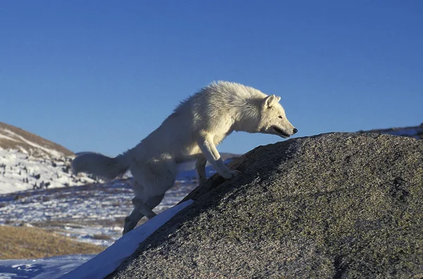 Arctic Wolf Canis Lupus Tundrarum Adult Rocks Aljaška — Stock fotografie