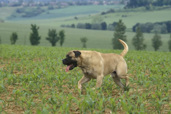 Bullmastiff Kutya Áll Kukoricaföldön — Stock Fotó