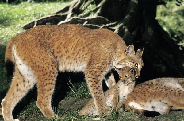 Europeu Lynx Felis Lynx Mãe Carregando Filhote Sua Boca — Fotografia de Stock