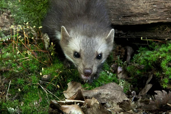 Stenen Marten Beukenmarten Martes Foina Normandië — Stockfoto