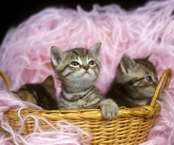 Brown Tabby Kot Domowy Kocięta Bawiące Się Koszyku Wełną — Zdjęcie stockowe