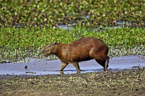 Capybara Hydrochoerus Hydrochaeris 站在委内瑞拉Los Lianos的沼泽地 — 图库照片