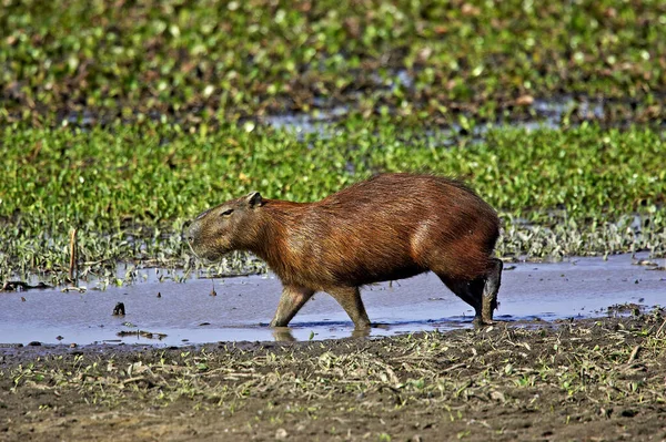 Capivara Hydrochoerus Hydrochaeris Pântano Los Lianos Venezuela — Fotografia de Stock