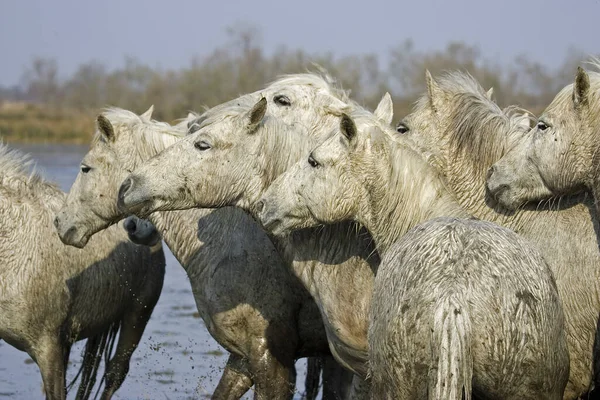 站在法国南部圣玛丽德拉梅尔沼泽地的牧马人Camargue Horses Herd Standing Swamp Saintes Marie Mer — 图库照片