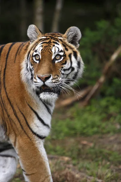 Siberian Tiger Panthera Tigris Altaica — Stock Photo, Image