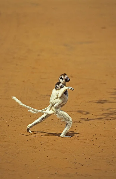 Verreauxova Sifaka Propithecus Verreauxi Matka Nesoucí Yound Zádech Skákání Přes — Stock fotografie