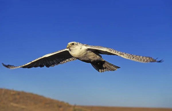 Faucon Gerfaut Falco Rusticolus Adulte Vol Canada — Photo