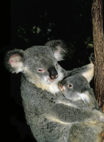 Koala Phascolarctos Cinereus Matka Młode — Zdjęcie stockowe