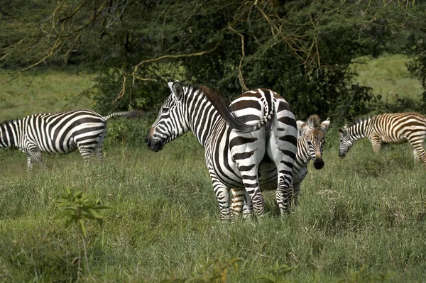 Burchell Zebra Equus Burchelli Herde Samburu Park Kenia — Stockfoto