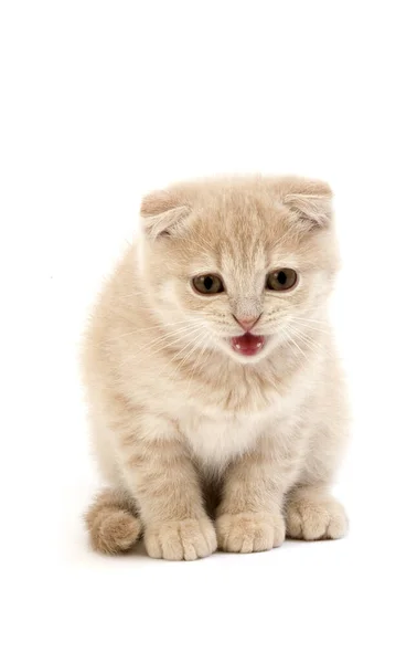 Cream Scottish Fold Kitten — стокове фото