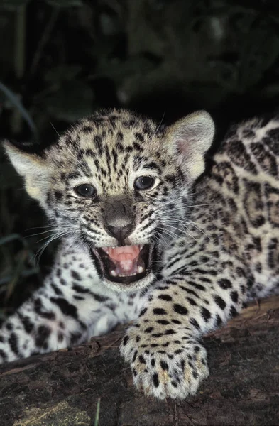 Jaguar Panthera Onca Cachorro Llamando Madre —  Fotos de Stock