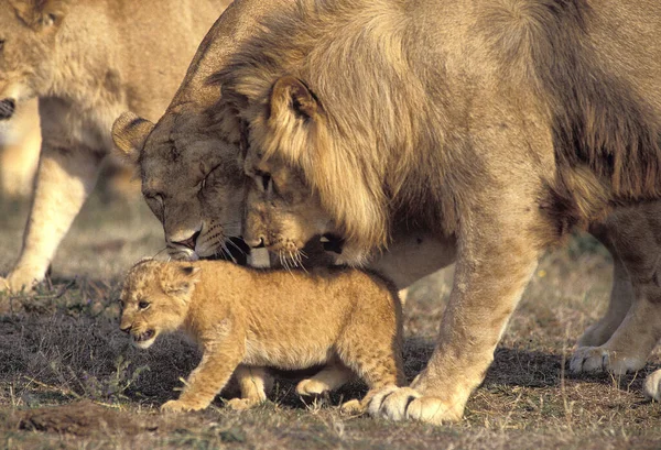African Lion Panthera Leo Matka Młody Mężczyzna Cub — Zdjęcie stockowe