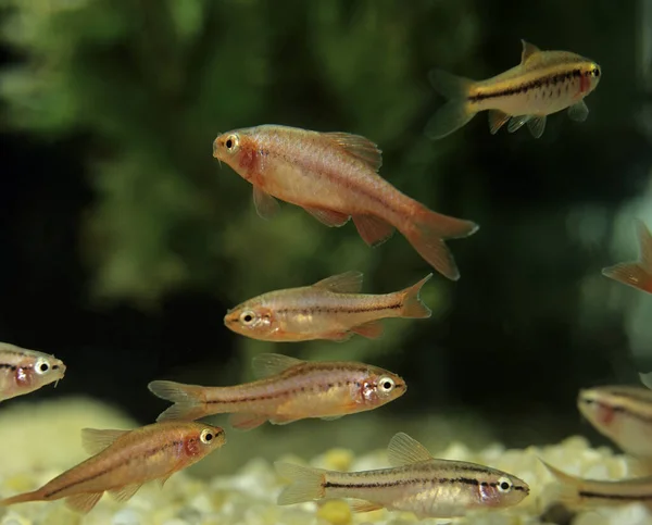 Cherry Barb Puntius Titteya — Stok fotoğraf