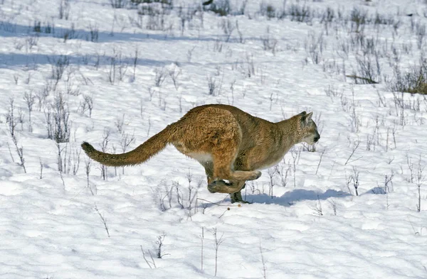 Cougar Puma Concolor Correndo Snow Montana — Fotografia de Stock