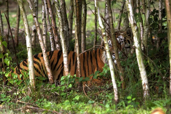 Tigre Siberiano Panthera Tigris Altaica — Fotografia de Stock