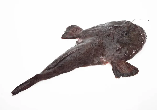Ryby Żabnicowate Lophius Piscatorius Świeże Ryby Białym Tle — Zdjęcie stockowe