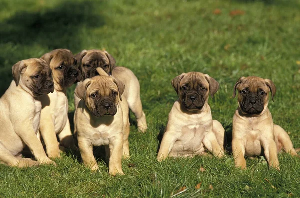 Bullmastiff Dog Kutyusok Ülnek Füvön — Stock Fotó