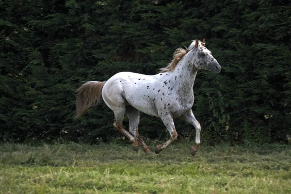 Appaloosa Koń Naturalne Tło — Zdjęcie stockowe