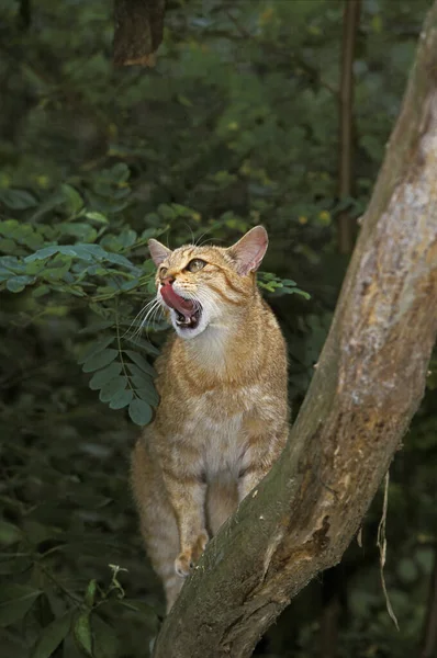 Europeu Wildcat Felis Silvestris Lambendo Seu Nariz — Fotografia de Stock