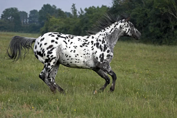 Appaloosa Horse Galloping Naturlig Bakgrund — Stockfoto