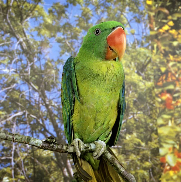 Great Billed Parrot Tanygnathus Megalorhynchos — Stock Photo, Image