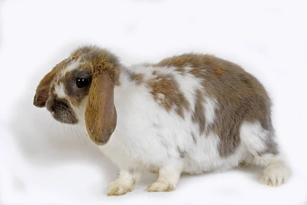 Lop Eared Hazai Nyúl Felnőtt Ellen Fehér Háttér — Stock Fotó