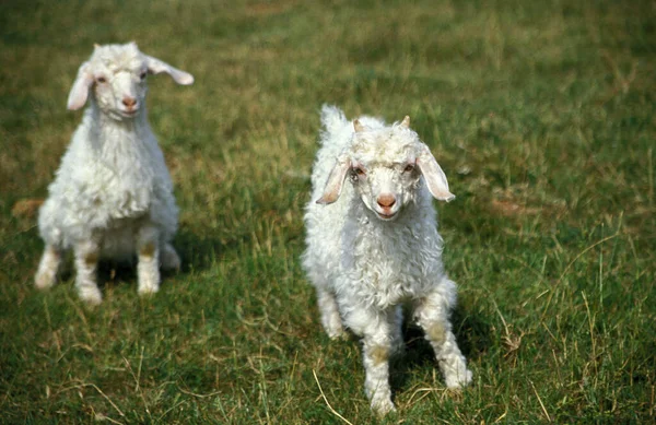 Kids Angora Domestic Goat Breed Producing Mohair Wool — стокове фото