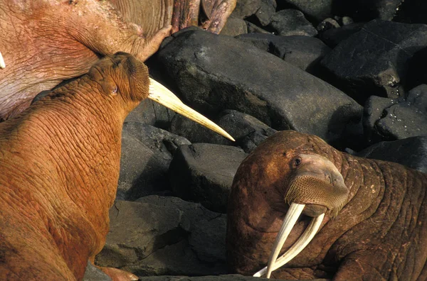 Walrus Odobenus Rosmarus Isola Rotonda Alaska — Foto Stock
