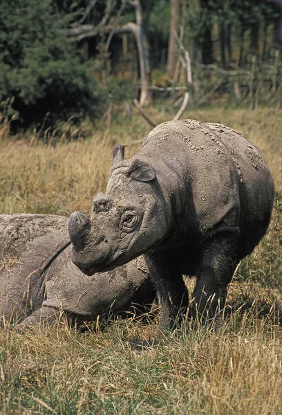 Rinoceronte Sumatra Dicerorhinus Sumatrensis — Foto de Stock