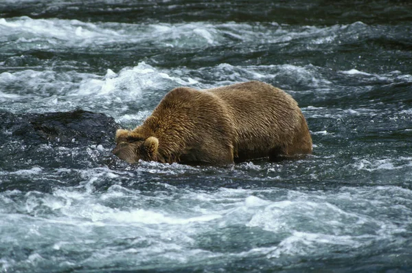 Grizzly Bear Ursus Arctos Horribilis Ενηλίκων Ψάρεμα Σολομού Στον Ποταμό — Φωτογραφία Αρχείου