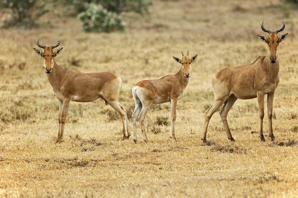 Hartebeest Alcelaphus Buselaphus Masai Mara Park Kenia —  Fotos de Stock