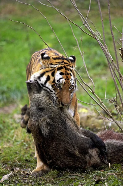 Tigre Siberiano Tigris Altaica Panthera Com Uma Matança Javali Selvagem — Fotografia de Stock