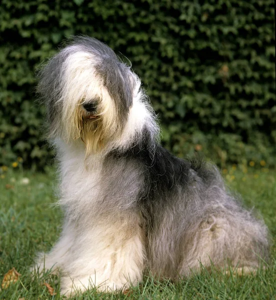 波尾犬或古英国牧羊犬 坐在草地上 — 图库照片