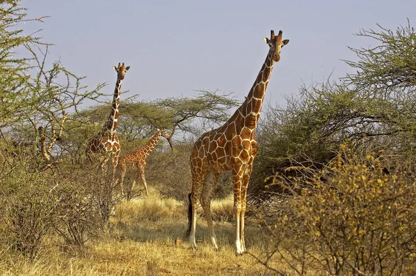 Сетчатый Жираф Жираф Camelopardalis Reticulata Парк Самбуру Кении — стоковое фото
