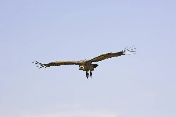 Afrikanske Hvidt Backed Vulture Gyps Afrikaner Masai Mara Kenya - Stock-foto