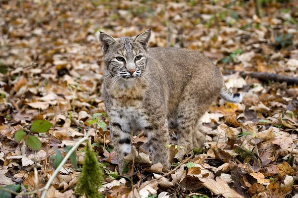 European Lynx Felis Lynx — Stockfoto