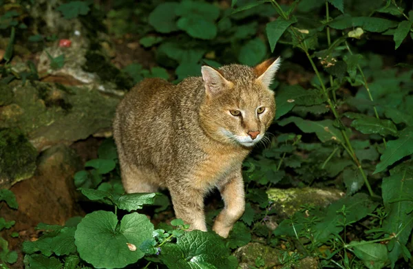 Jungle Cat Felis Chaus — Stock Photo, Image