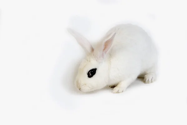 Hotot Doméstica Rabit Contra Fondo Blanco Raza Normandía — Foto de Stock