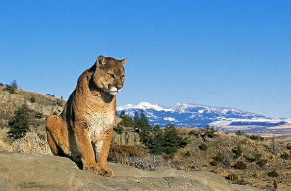 Puma Puma Concolor Rock Montana Duruyor — Stok fotoğraf