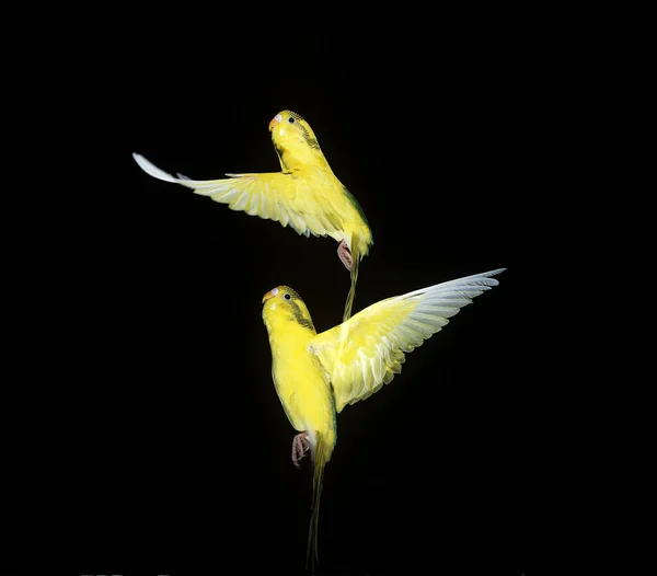 Budgerigar Melopsittacus Undulatus Pair Flight Agianst Černé Pozadí — Stock fotografie