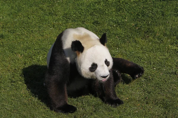 Giant Panda Ailuropoda Melanoleuca Felnőtt Ülés — Stock Fotó