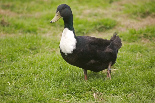 Duclair Domestic Duck Una Razza Francese Della Normandia — Foto Stock