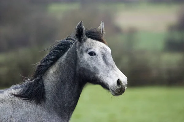 Grey English Thoroughbred Portrait Yearling Normandy — Stock Photo, Image