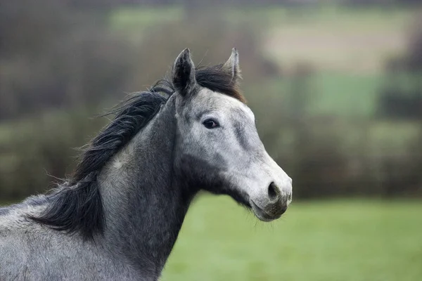 Szürke Angol Thoroughbred Portré Yearling Normandia — Stock Fotó