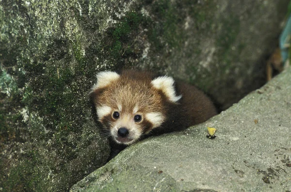 Panda Roja Ailurus Fulgens Joven — Foto de Stock
