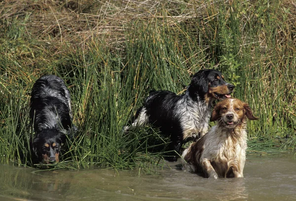 Brittany Spaniel Chien Entrant Dans Eau — Photo